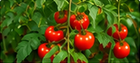 ჩერი პომიდვრის ნერგი